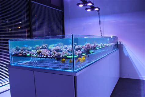 best fish|About — Best Fish Aquarium Shop.